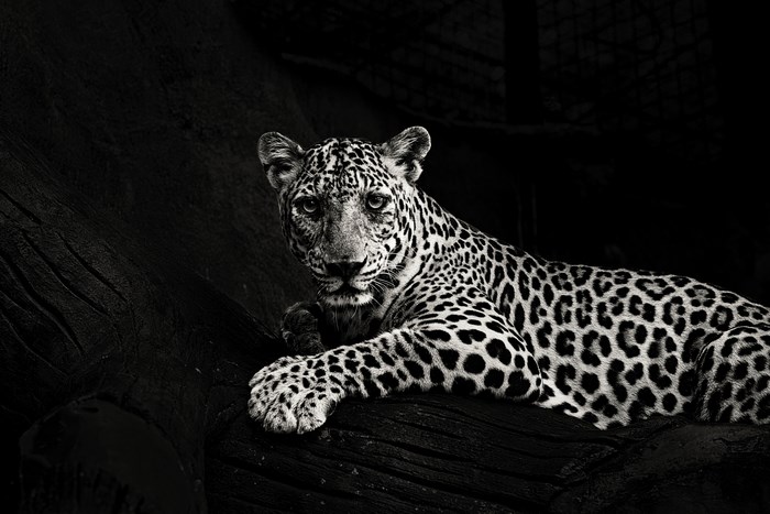 Black and white portrait of a leopard resting on a log