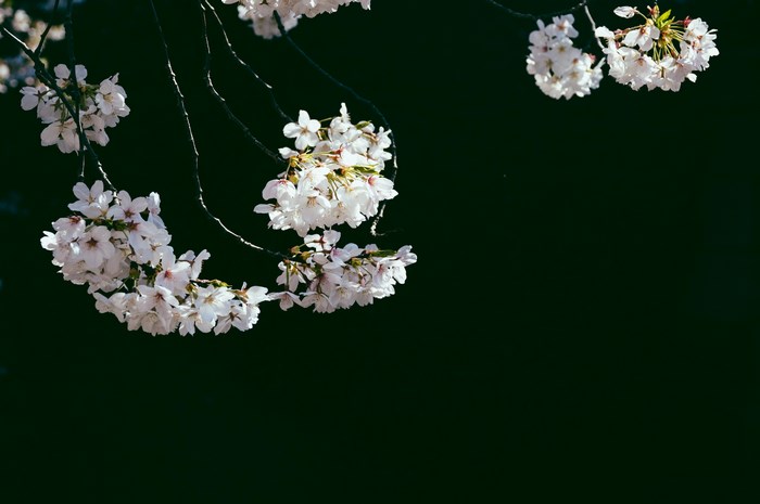 Cherry blossoms on a black background