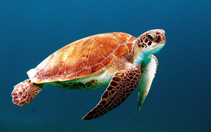 Sea turtle swimming in blue ocean water