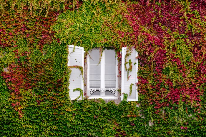 Lush Ivy-Covered Wall with White Window Shutters in Bretagne