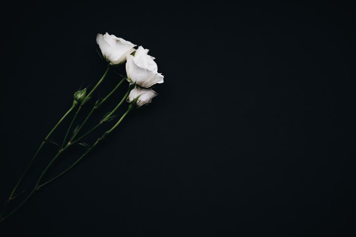 Three white roses on a black background
