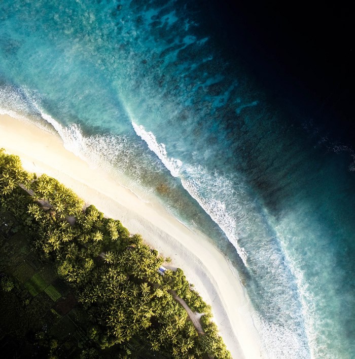 Aerial view of a tropical beach with palm trees and turquoise ocean