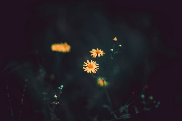 Orange and yellow wildflowers in dark background