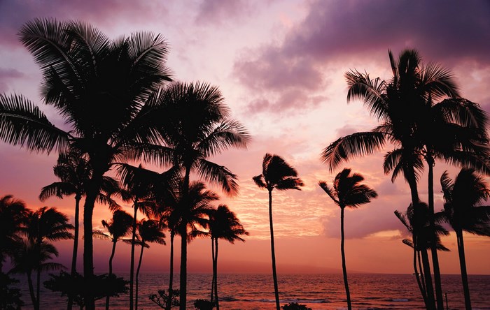 Palm trees silhouetted against a colorful sunset over the ocean