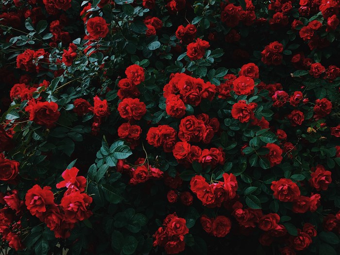A dense bush of red roses and green leaves