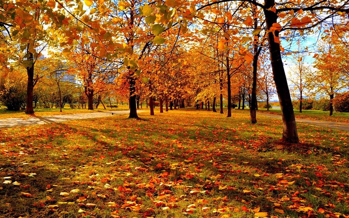 Autumn park with fallen leaves and trees