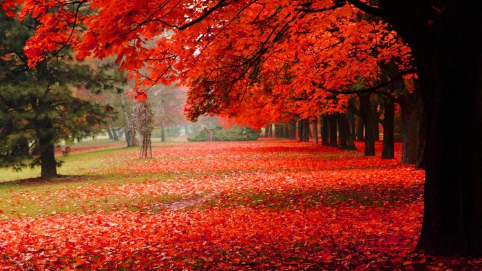 Autumn park with red maple leaves and trees