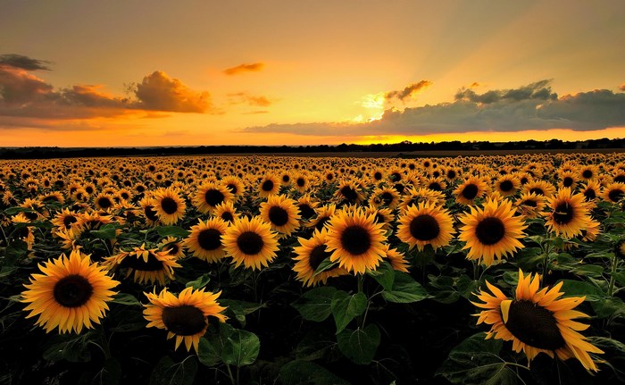 Field of Sunflowers at Sunset