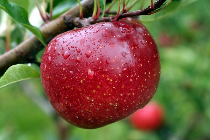 Red apple with water droplets on a branch
