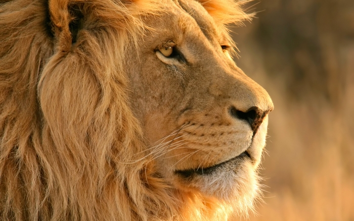 Close-up of a male lion's face