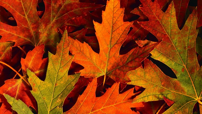 Autumn leaves in red and green