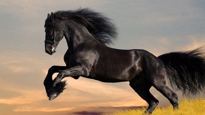 Majestic Black Horse Leaping at Sunset