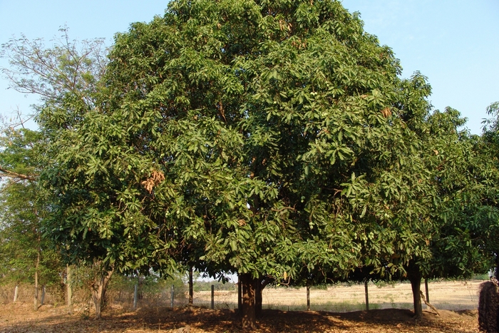 Large mango tree with fruit