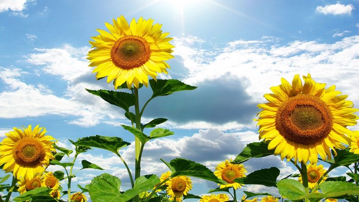 Field of Sunflowers Under a Blue Sky