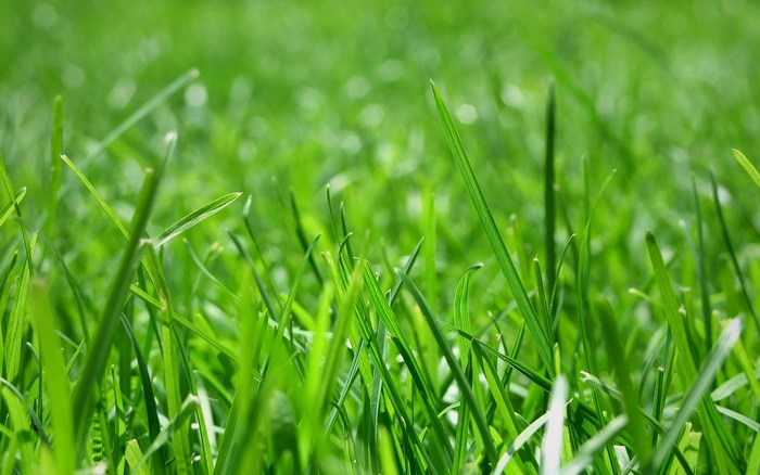 Close-up of green grass blades