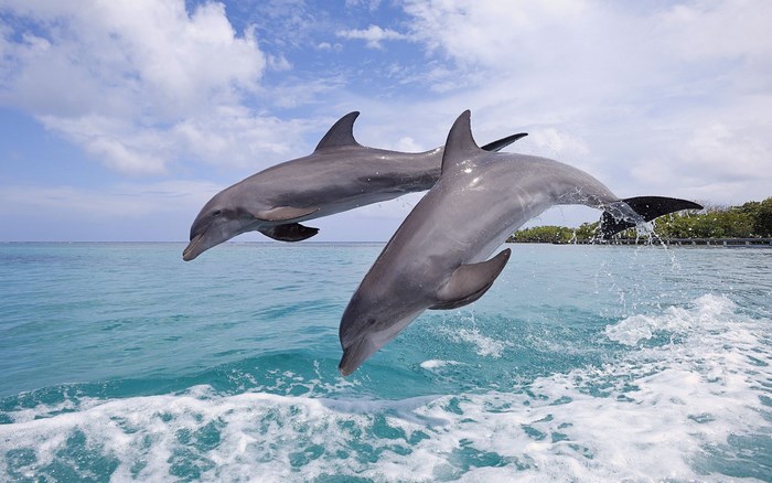 Two dolphins jumping out of the water