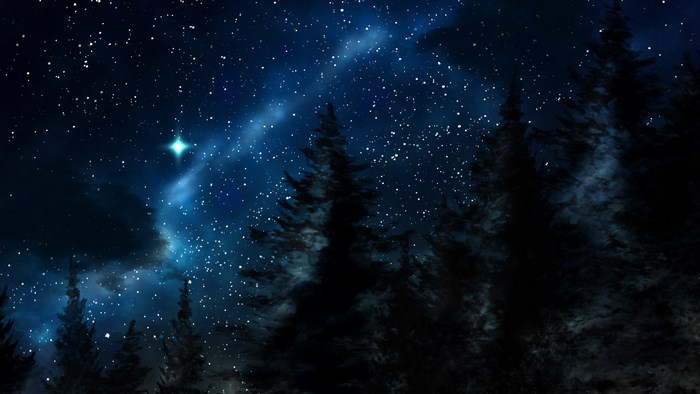 Starry night sky over silhouetted pine trees