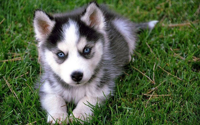 Adorable Siberian Husky Puppy with Blue Eyes