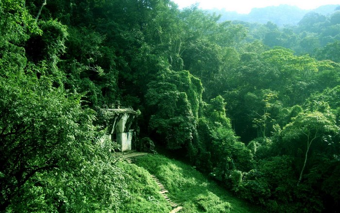 Ancient ruins in a dense jungle
