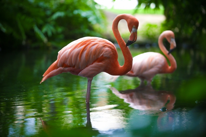 Elegant Flamingos Standing in Calm Water