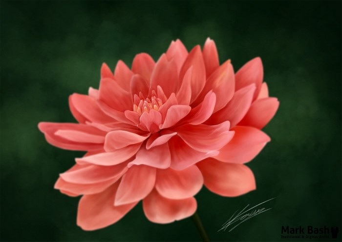 Close-up of a pink dahlia flower
