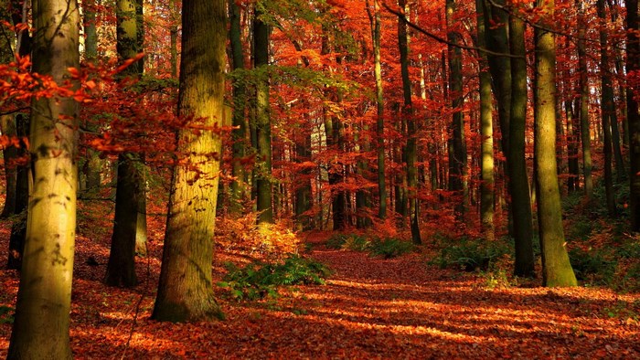Autumn forest with colorful leaves and sunlight