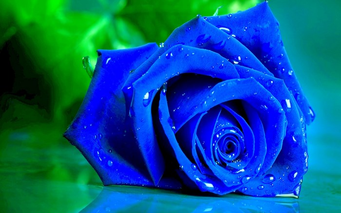 Blue rose with water droplets