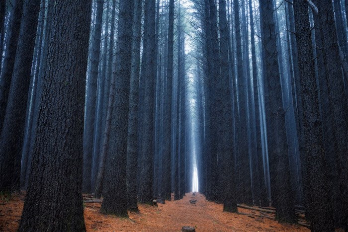 Tall dark pine trees in a forest