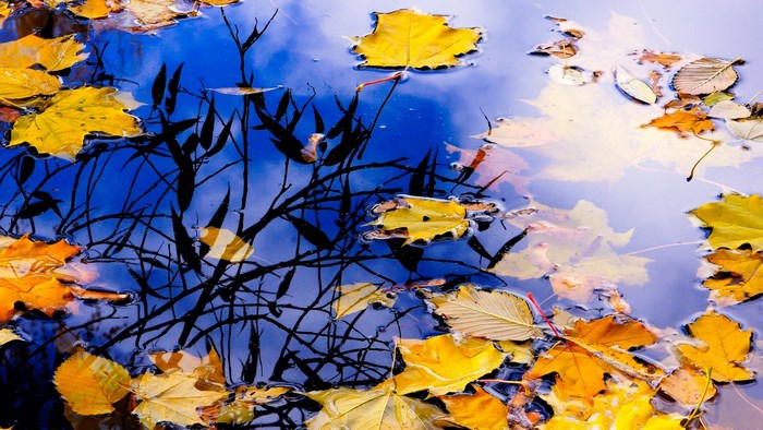 Autumn leaves floating on water with reflections