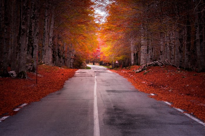 Road through an autumn forest with fallen leaves