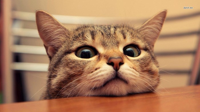 Cat peeking over a wooden table