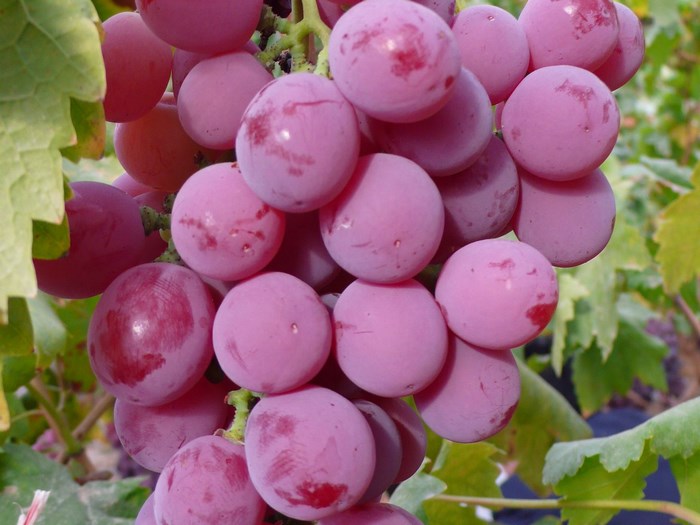 Close-up of ripe pink grapes on a vine