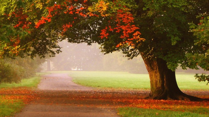 Autumn tree with colorful leaves by a park path