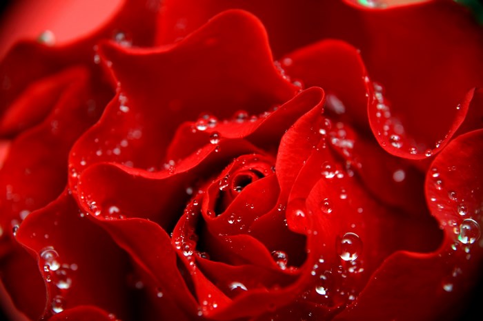 Close-up of a red rose with water droplets