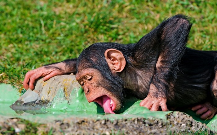 Baby Chimpanzee Drinking Water Outdoors