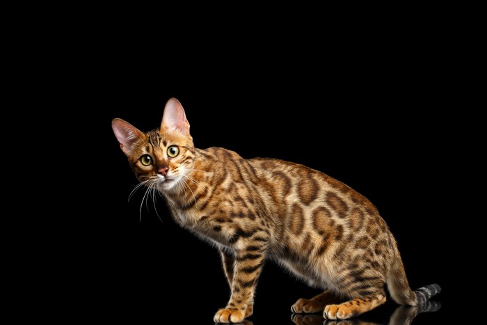 Bengal cat with spotted fur on black background