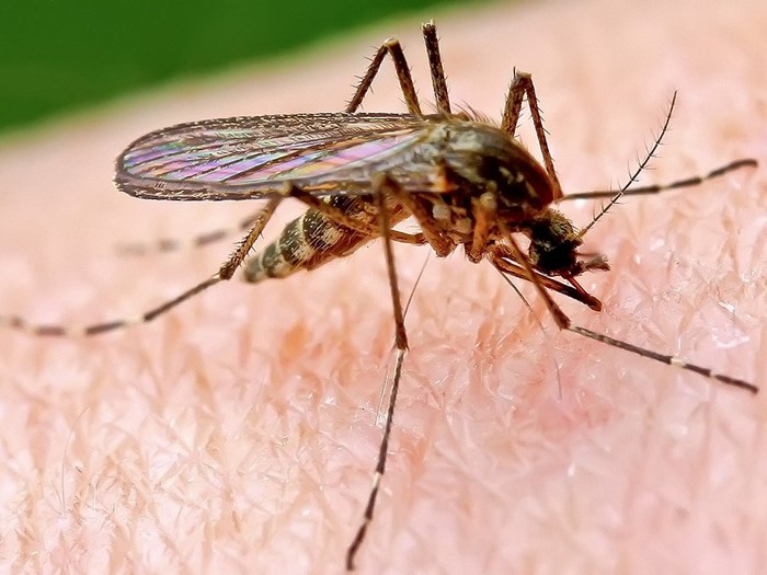 Mosquito on human skin