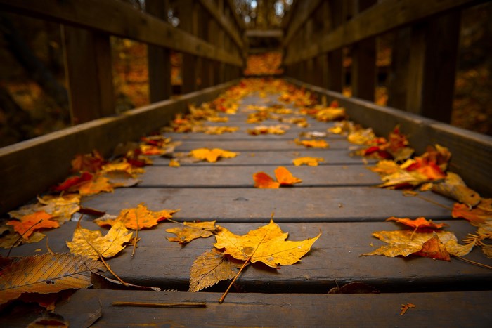 Wooden bridge covered in autumn leaves