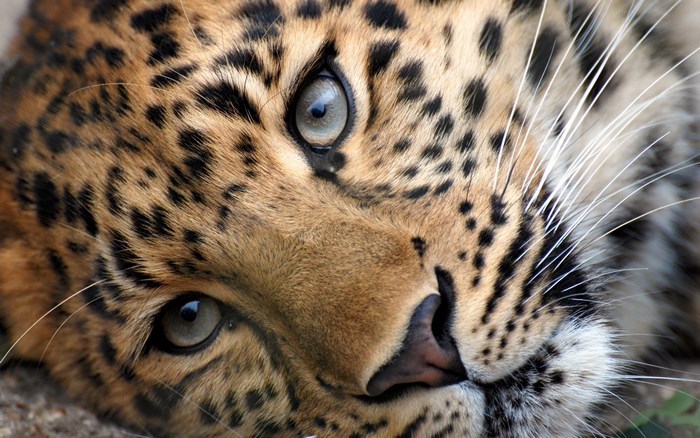 Close-up of a Leopard's Face and Intense Eyes