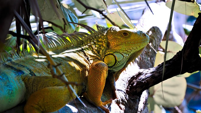 Green Iguana on a Tree Branch