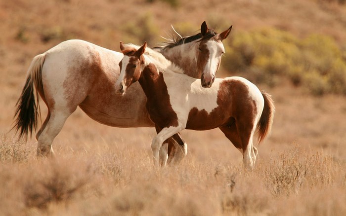 Two Beautiful Brown and White Horses in Nature