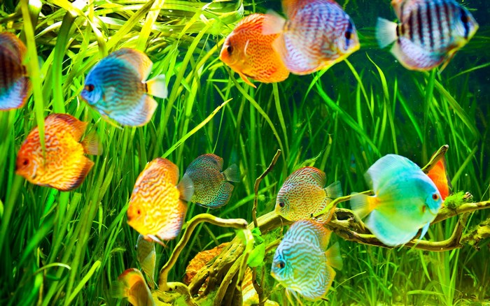 Discus fish swimming in lush aquarium plants