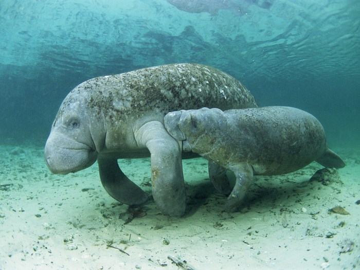 Mother and calf manatee underwater