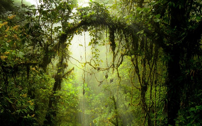 Sunbeams in a dense, green rainforest canopy