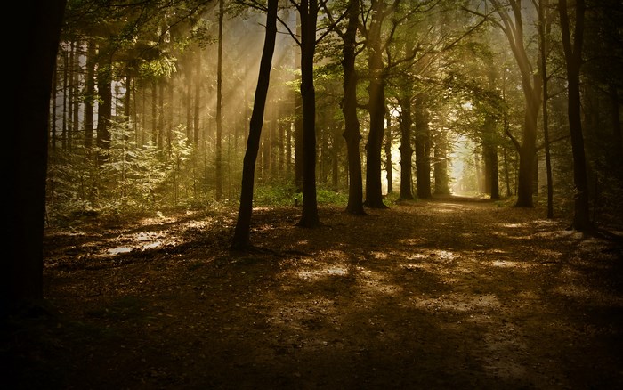 Sunlight filtering through a forest path
