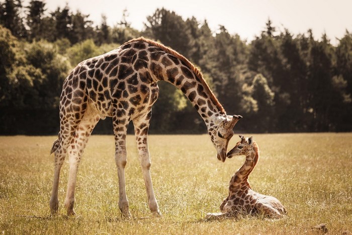 Adult Giraffe with Calf in Sunny Field