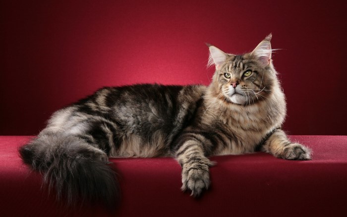 Maine Coon cat lying on a red surface