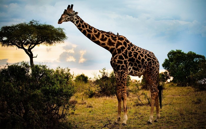 Giraffe in the African Savannah at Sunset