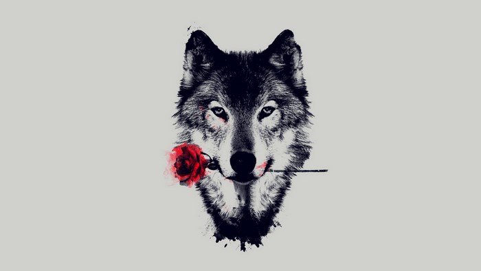 Wolf holding a red rose in its mouth