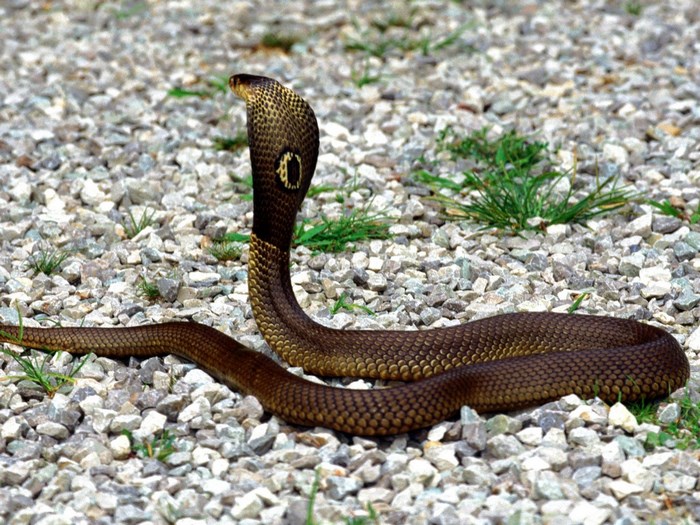 Cobra snake on gravel